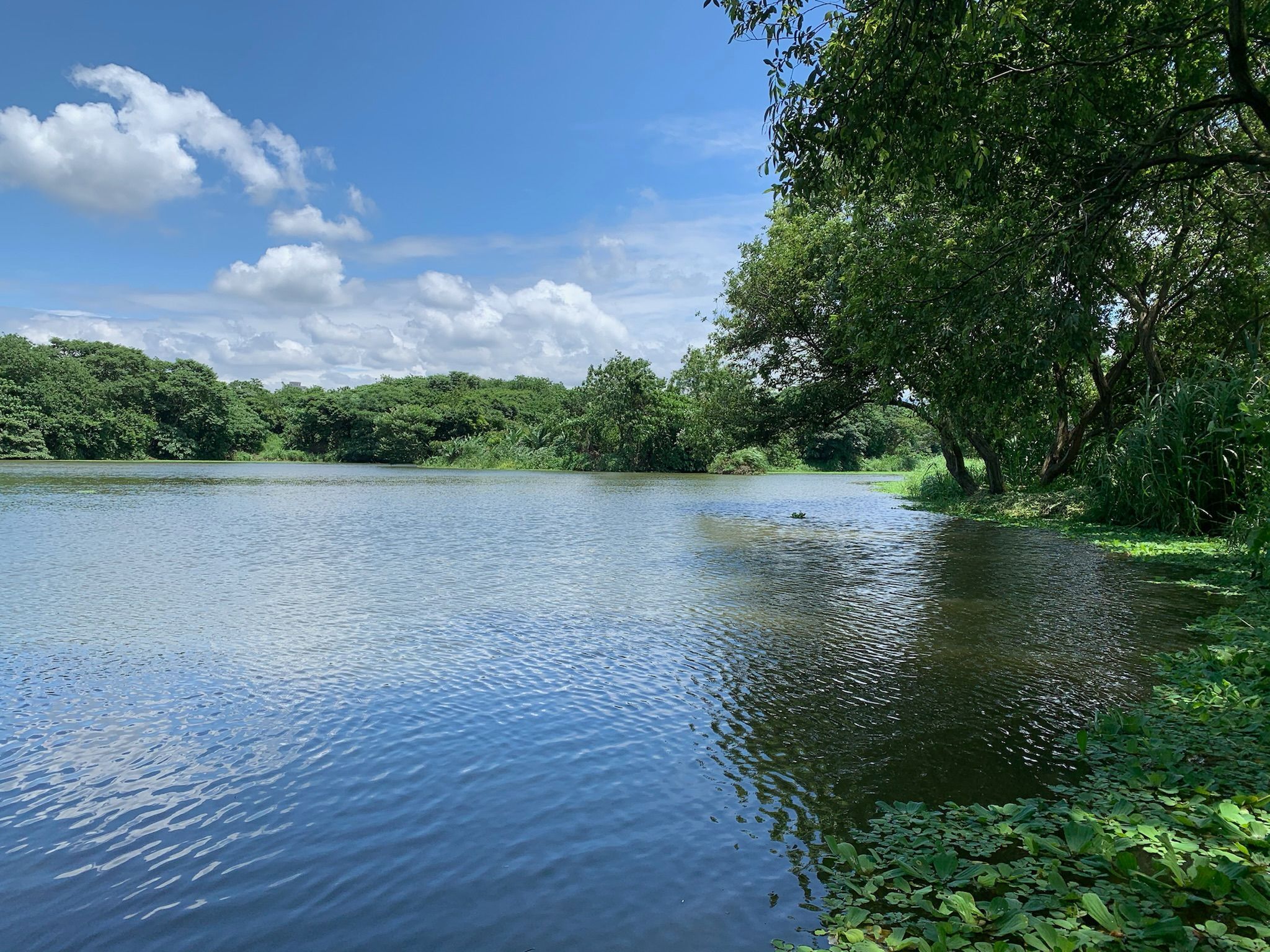浮洲人工濕地 — 綠意盎然的生態園區